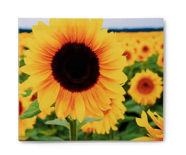 Outdoor Sunflower Canvas Print